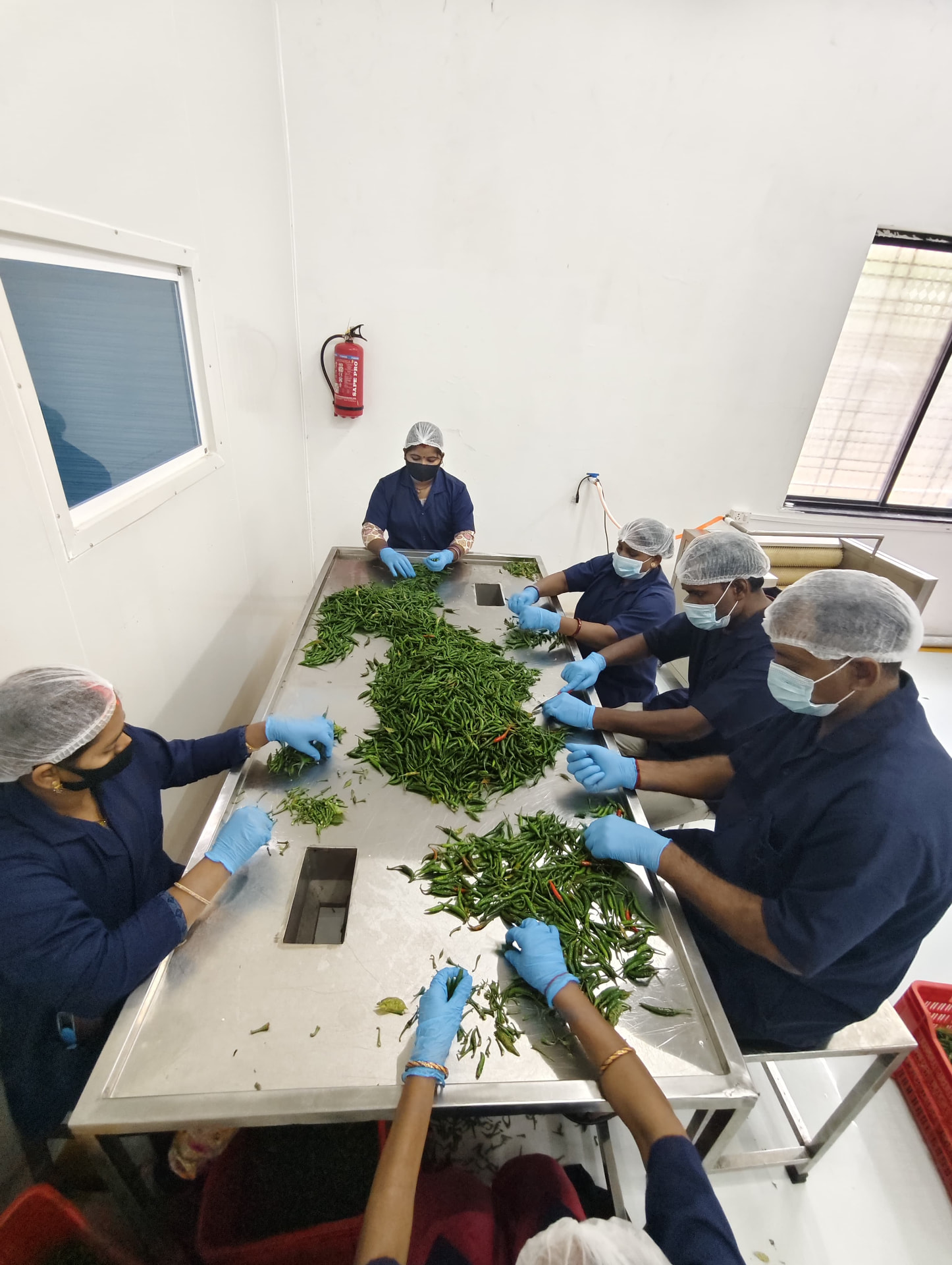 Team sorting green chillies on a stainless steel table in the processing room