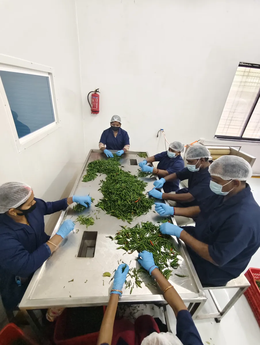Team sorting green chillies on a stainless steel table in the processing room