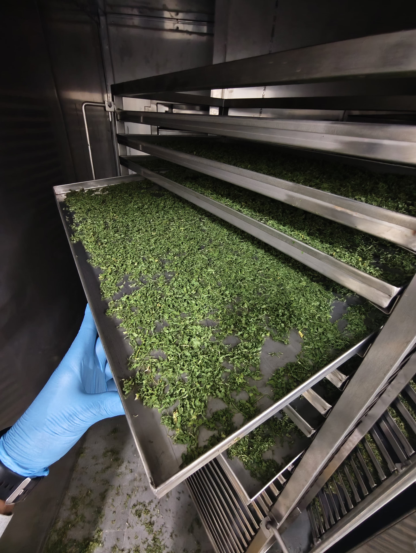 Dehydrated leaf product on stainless steel trays inside a heat pump dryer